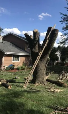 Dominic’s Garden and Tree Services Logo