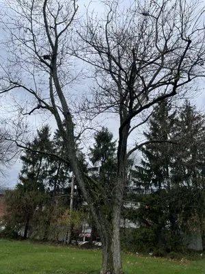 Doms Lawn & Property Maintenance Logo