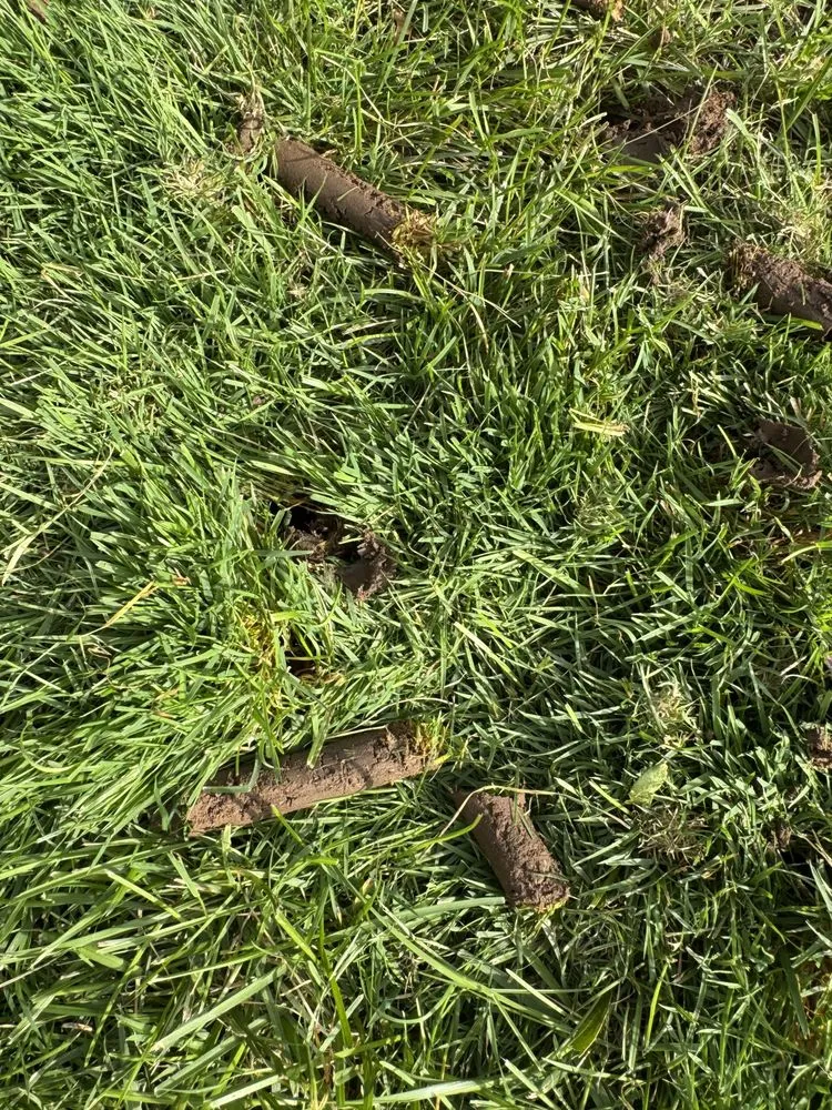 Professional yard maintenance for outdoor upgrades across Kaysville, UT - Domu Landscaping