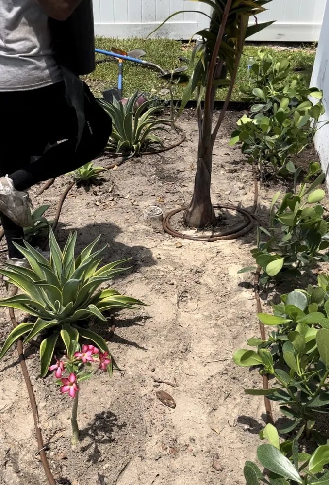 Top-rated yard cleanup service in Tampa, FL by Don Chulos Landscaping