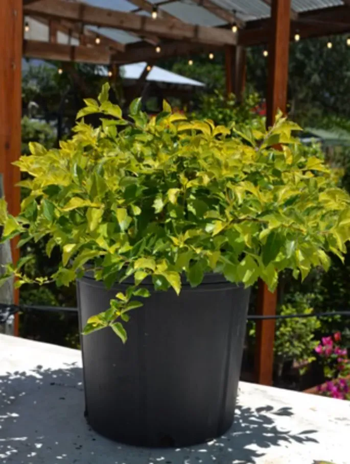 Professional yard cleanup service for beautiful yards across Tampa, FL - Don Chulos Landscaping