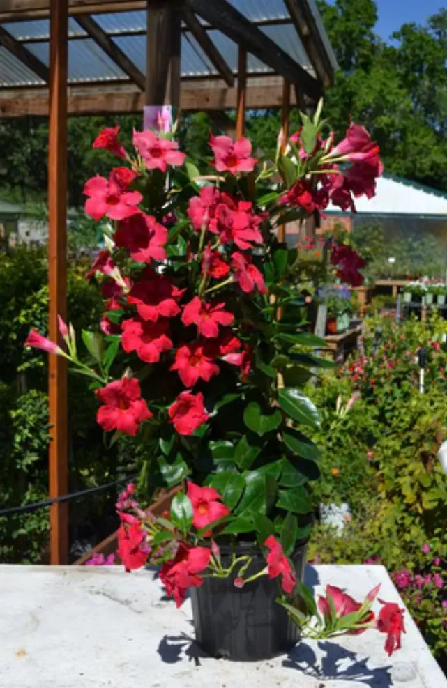 Trusted lawn care service in Tampa, FL - Don Chulos Landscaping