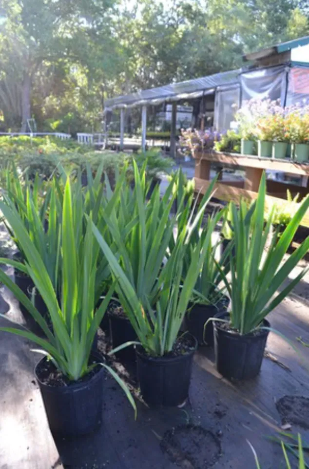 Expert residential landscaping experts serving Tampa, FL - Don Chulos Landscaping