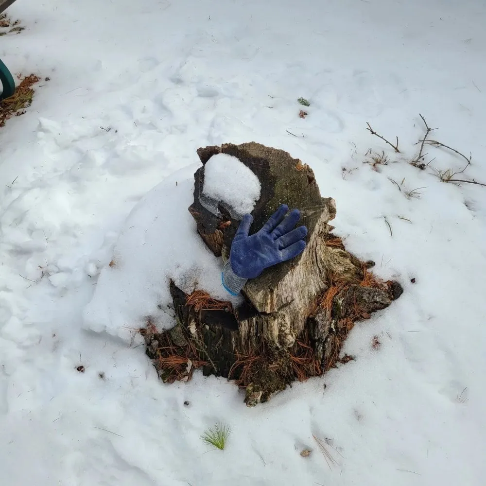 Affordable landscaping services near you across Dayton, OH - Don Hunter Stump Removal