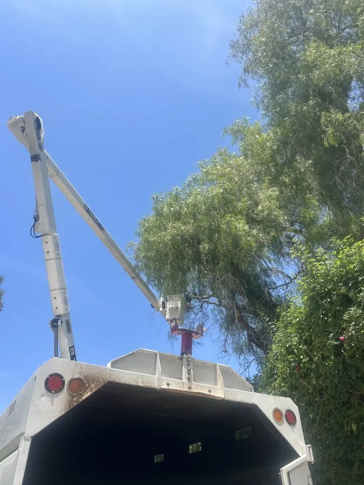 Custom yard cleanup service experts serving Oxnard, CA - Don Javi’s Tree Service