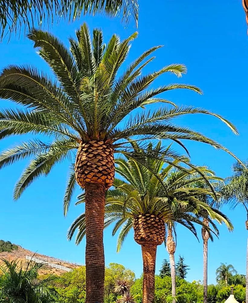 Affordable outdoor landscaping in Oxnard, CA - Don Javi's Tree Services