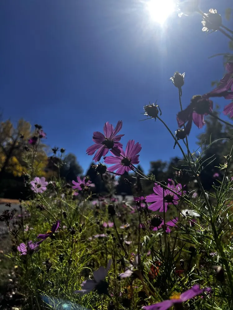 Local lawn care service for residential properties in Sheridan, CO by Don Julio Landscape