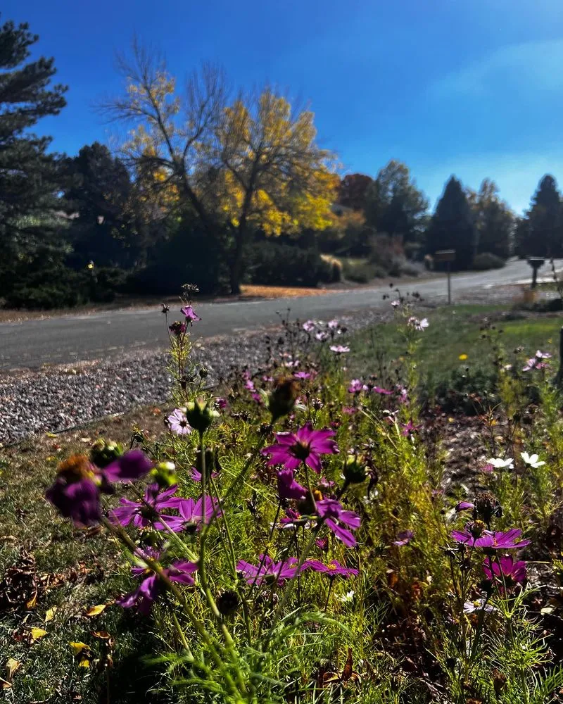 Top-rated garden landscaping for outdoor upgrades across Sheridan, CO - Don Julio Landscape