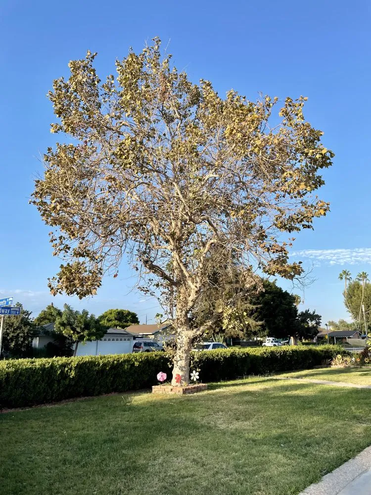 Local landscape design for beautiful yards across Orange, CA - Don Williams Landscape & Trees