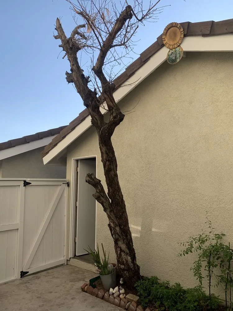 Trusted yard cleanup service experts serving Orange, CA - Don Williams Landscape & Trees