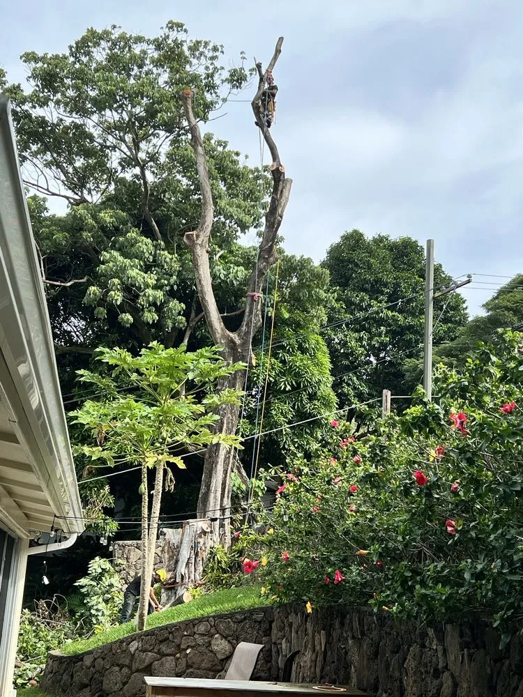 Professional residential landscaping in Honolulu, HI by Donahue Arborists