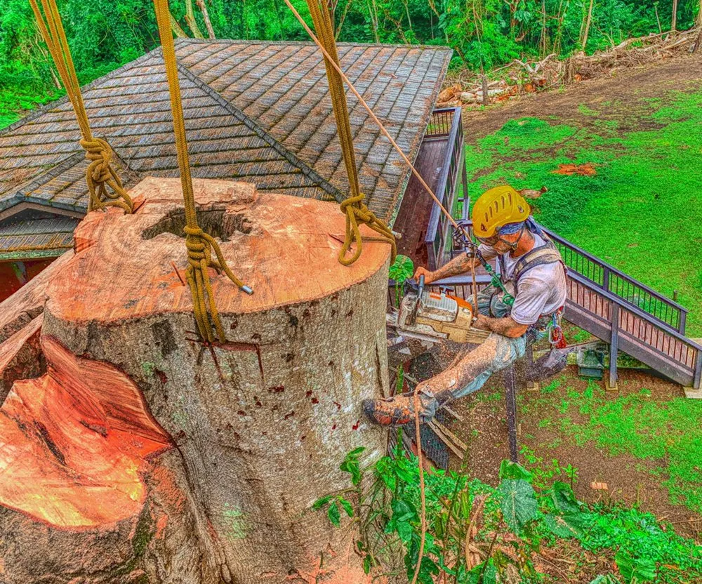 Expert landscaping services in Honolulu, HI by Donahue Arborists