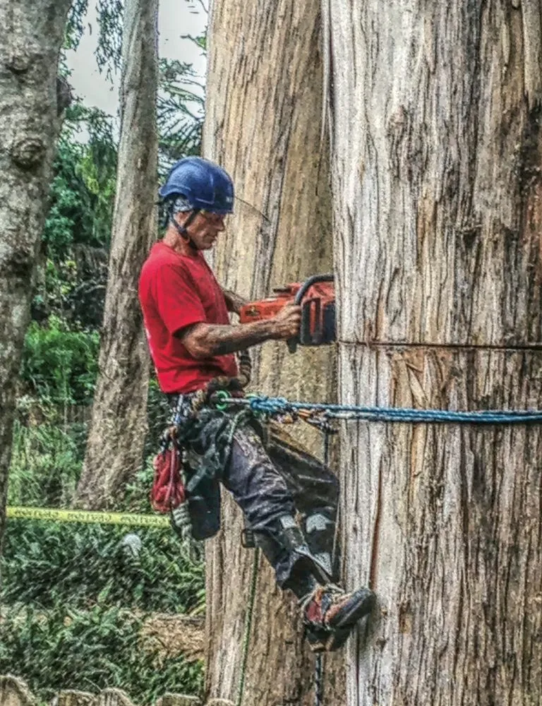 Custom landscaping services for beautiful yards in Honolulu, HI by Donahue Arborists