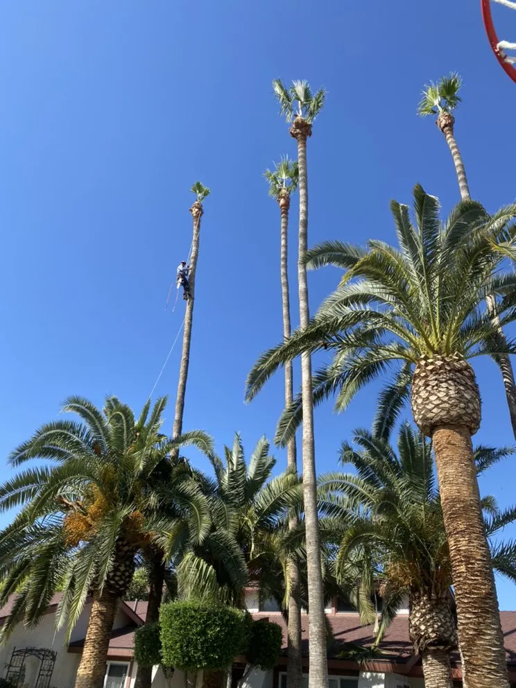 Custom lawn mowing service in Bakersfield, CA by Donaldo Mejia