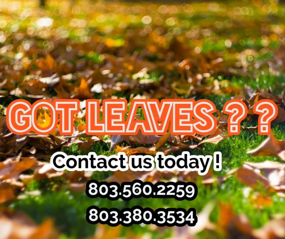 Expert lawn care service for beautiful yards in Lexington, SC by Done Property Services