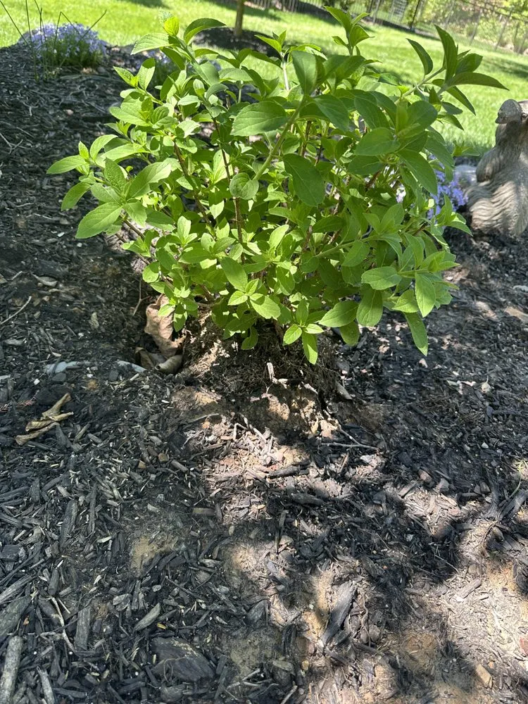 Top-rated yard maintenance experts serving St. Peters, MO - Done Right Landscapes