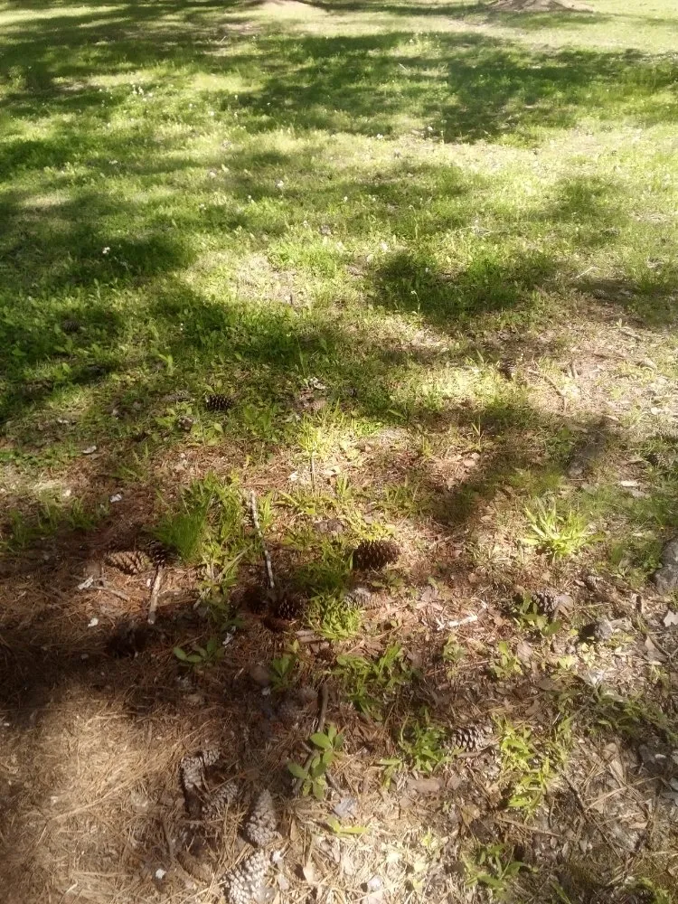 Affordable landscape installation near you across Graysville, AL - Done Right Lawns