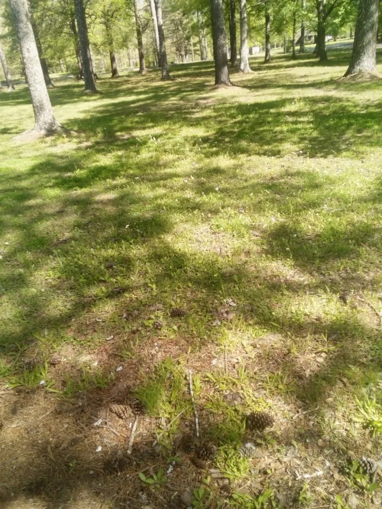 Professional yard cleanup service experts serving Graysville, AL - Done Right Lawns