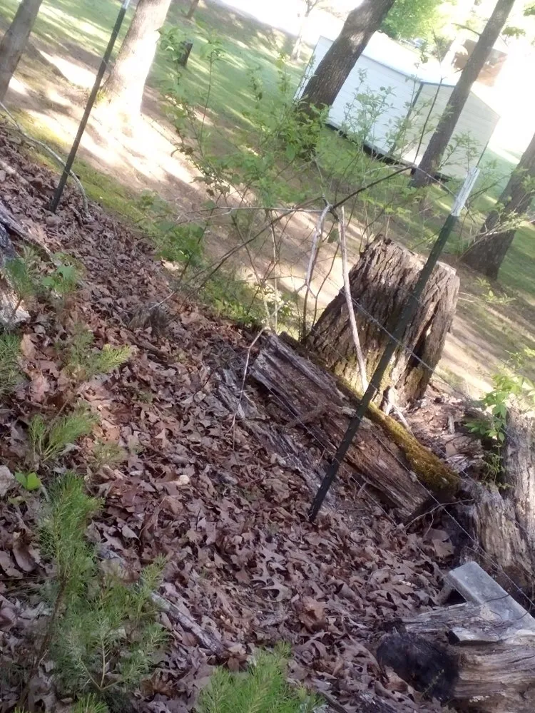 Affordable yard cleanup service experts serving Graysville, AL - Done Right Lawns