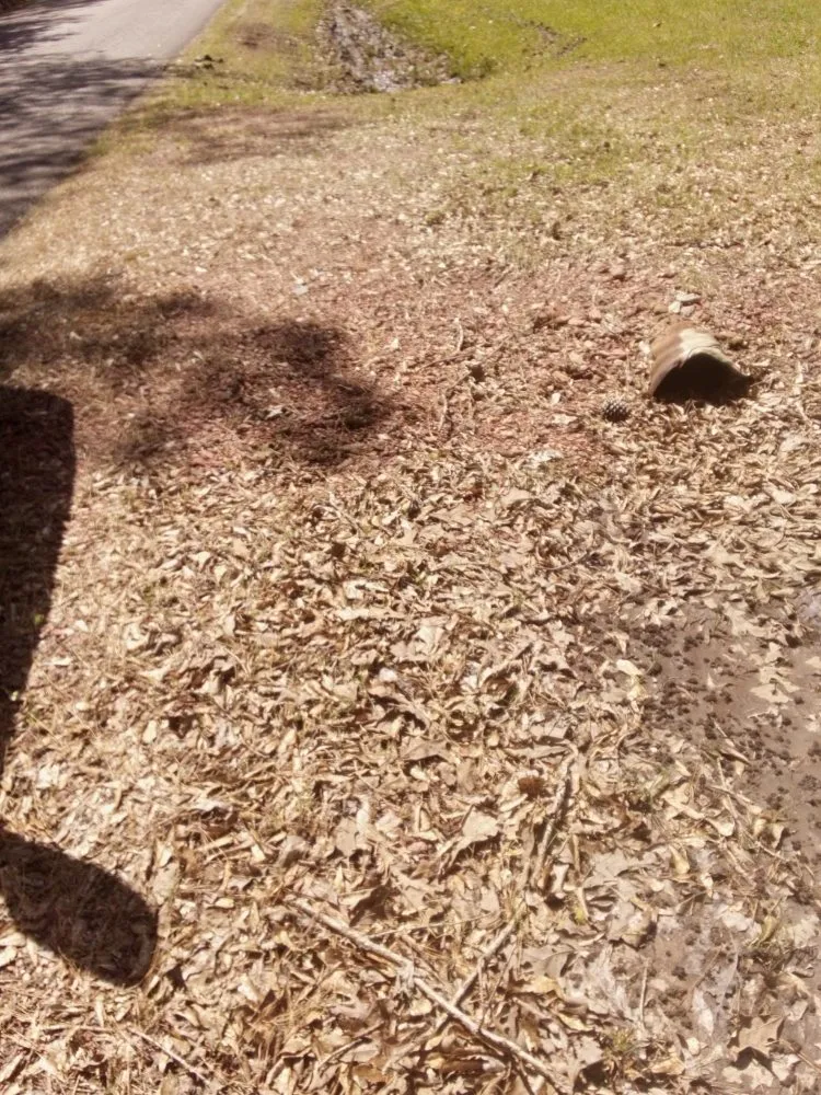 Affordable landscaping services experts serving Graysville, AL - Done Right Lawns