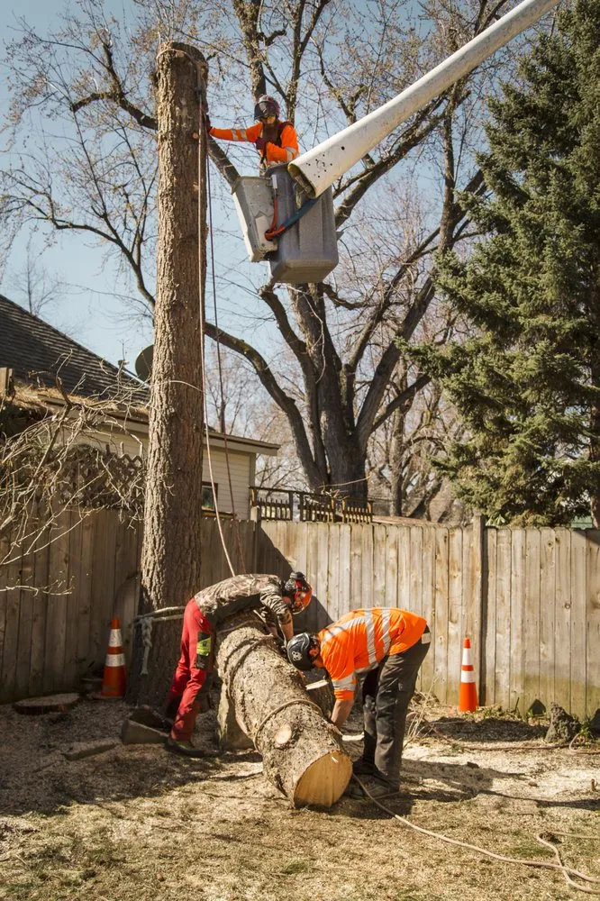 Trusted landscape installation in Meridian, ID - Done-Rite Tree Company