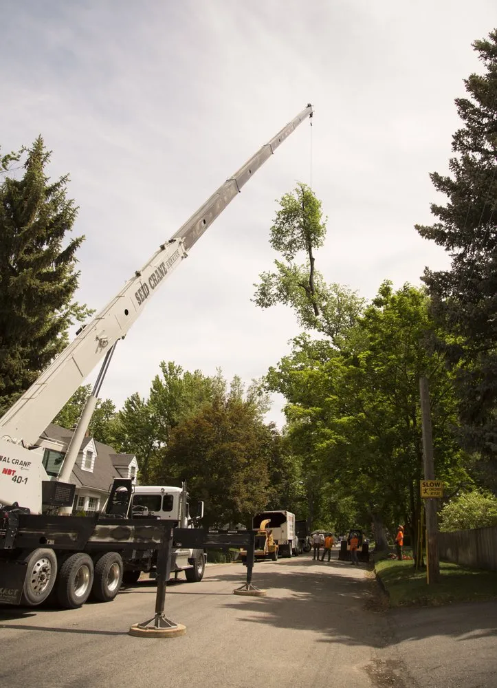 Trusted landscape design for residential properties across Meridian, ID - Done-Rite Tree Company