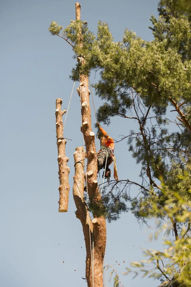 Local landscape installation experts serving Meridian, ID - Done-Rite Tree Company