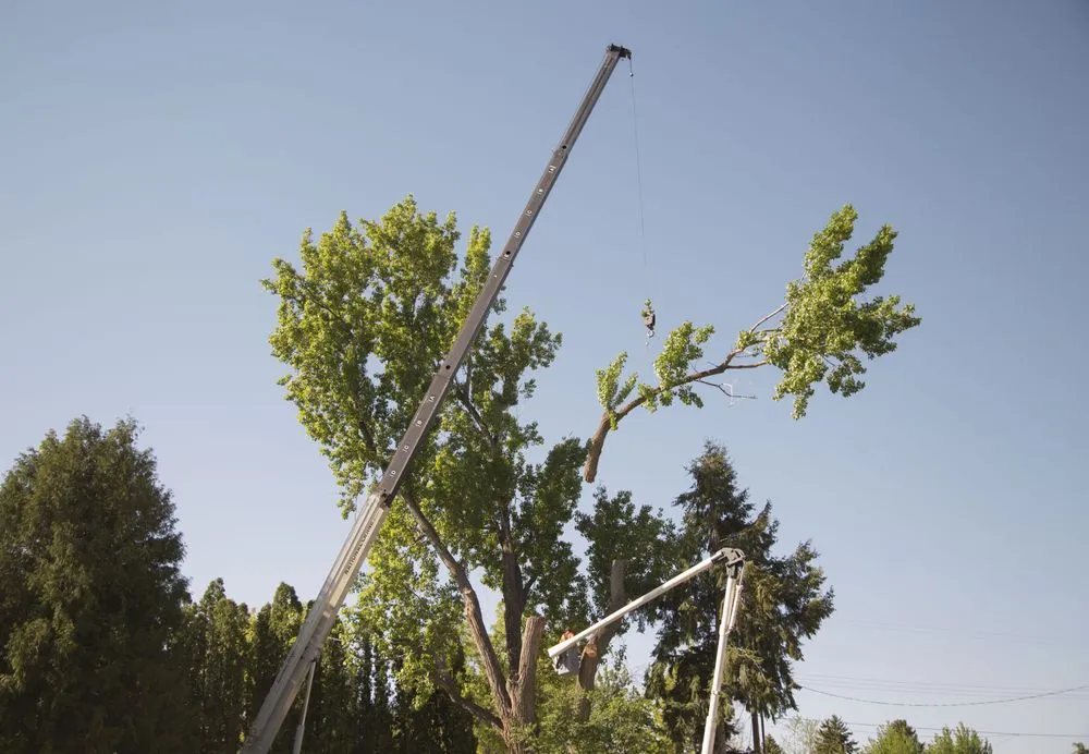 Affordable landscape design in Meridian, ID by Done-Rite Tree Company