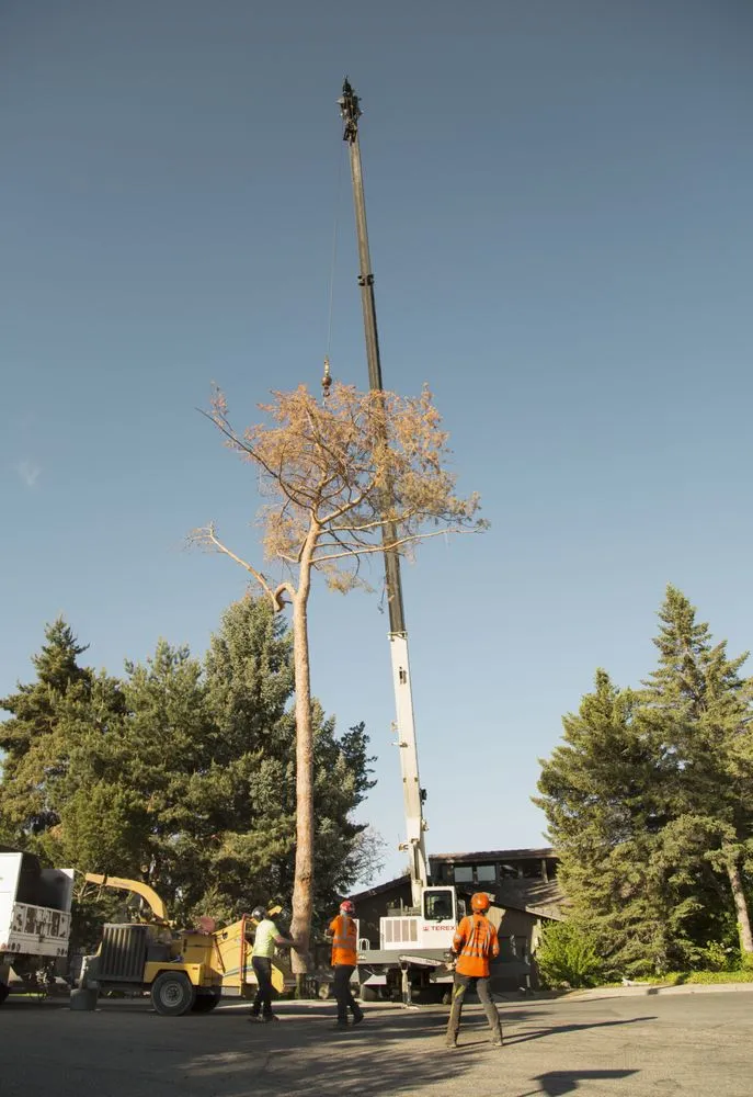 Professional lawn care service for homes across Meridian, ID - Done-Rite Tree Company