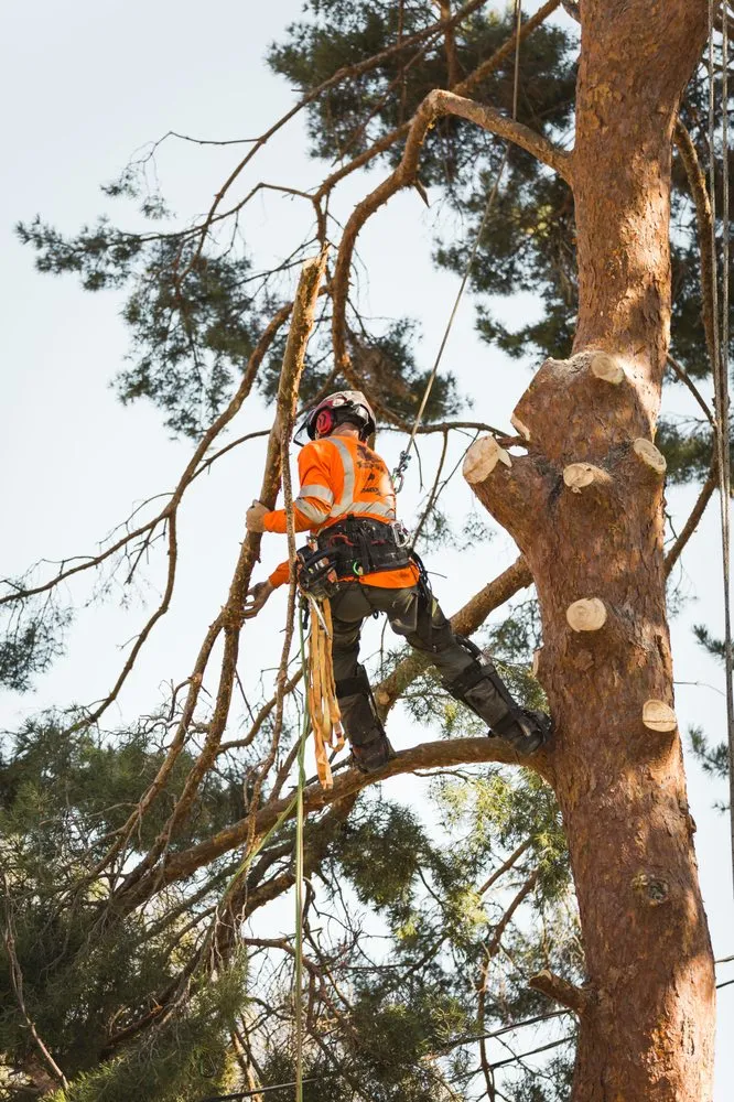 Trusted landscape design experts serving Meridian, ID - Done-Rite Tree Company