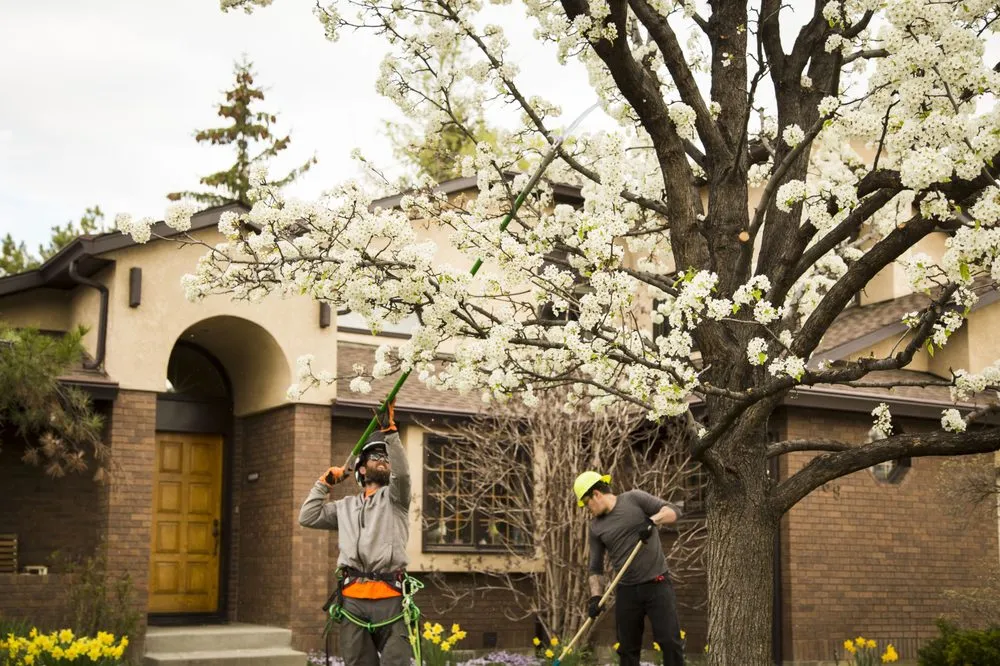 Reliable yard cleanup service for residential properties across Meridian, ID - Done-Rite Tree Company
