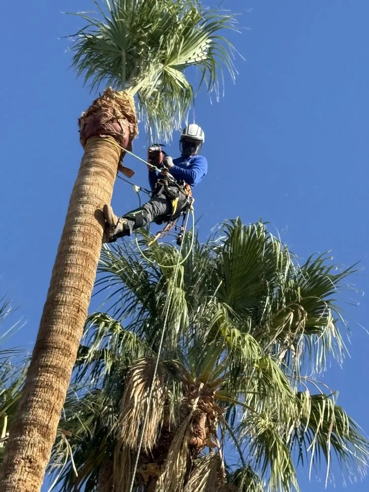 Trusted yard cleanup service for year-round maintenance in Las Vegas, NV by Done Wright Landscapes