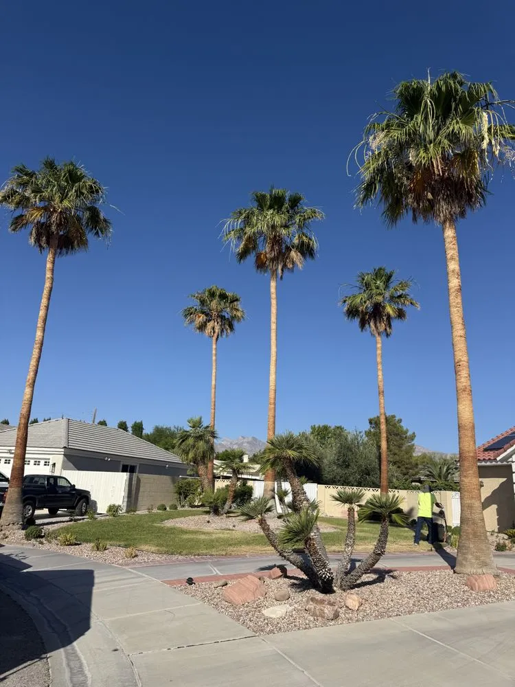 Top-rated lawn care service in Las Vegas, NV by Done Wright Landscapes