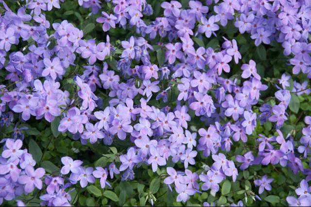 Affordable garden landscaping for year-round maintenance across Haddon Heights, NJ - Done Wright Landscaping