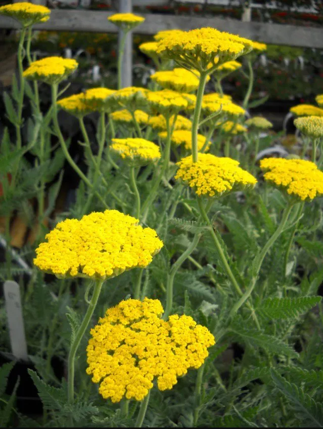 Professional yard maintenance with custom design in Haddon Heights, NJ by Done Wright Landscaping