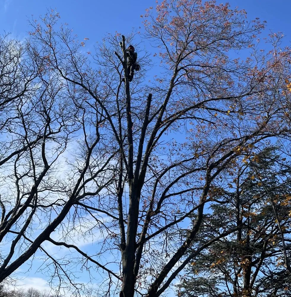 Top-rated garden landscaping experts serving Bergenfield, NJ - Donovan Tree King