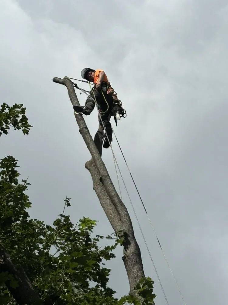 Local yard maintenance for year-round maintenance in Hudson, NY by Dons Landscaping