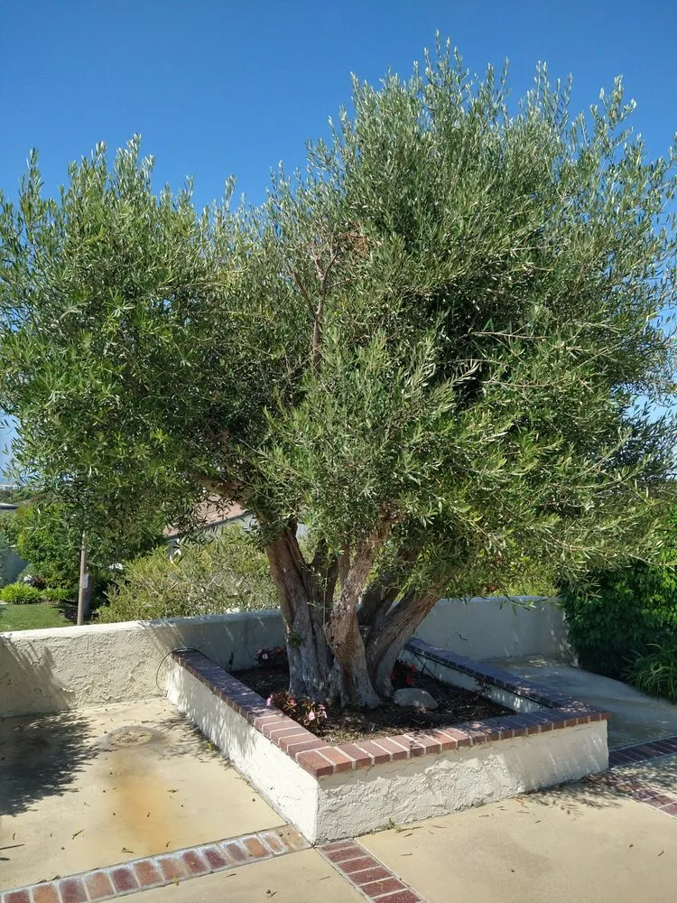 Reliable outdoor landscaping in Santa Ana, CA by Don's Landscaping