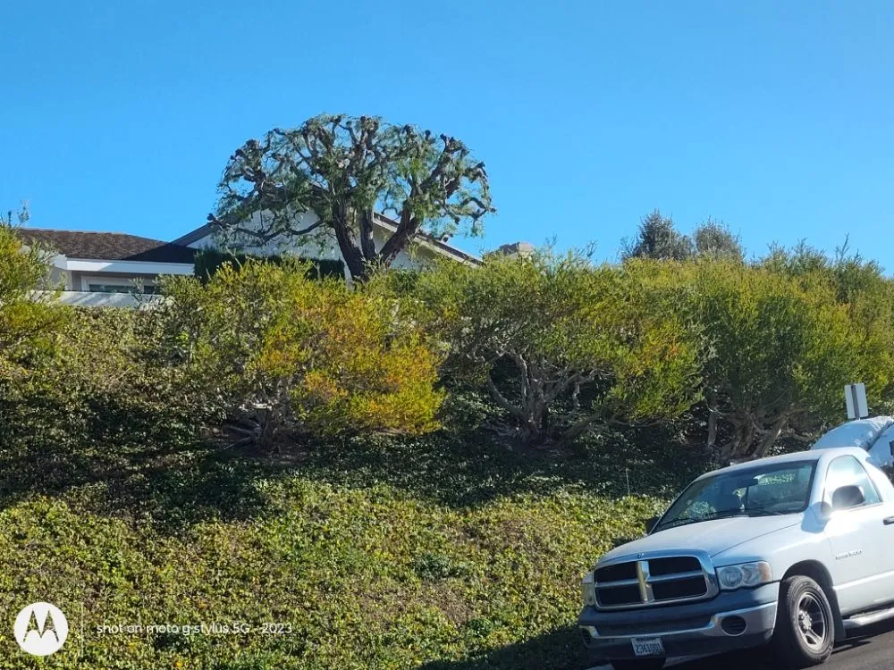 Expert lawn mowing service experts serving Santa Ana, CA - Don's Landscaping