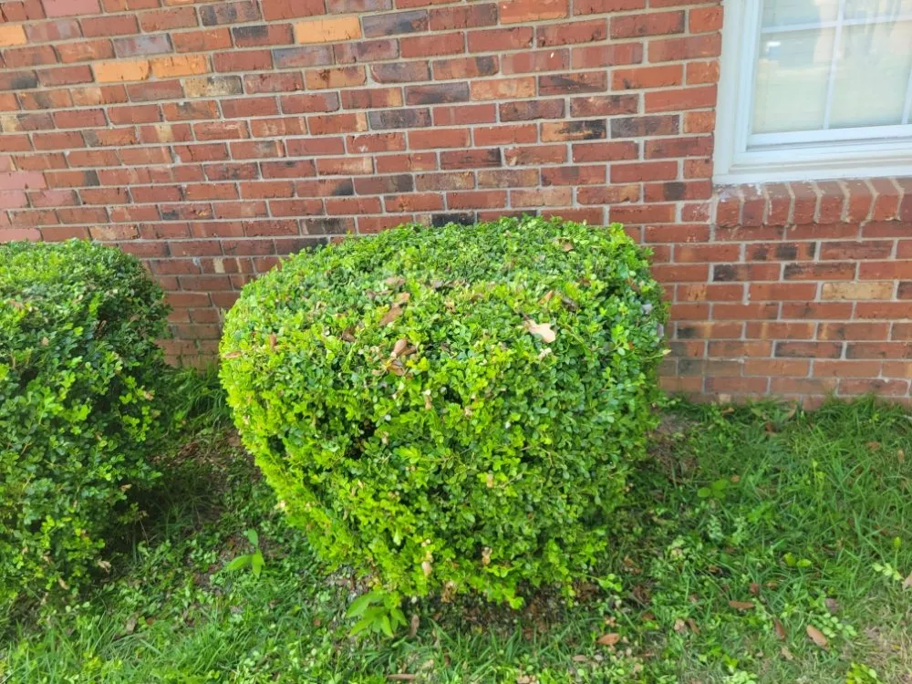 Trusted yard cleanup service in Warner Robins, GA - Dons lawn Care Services