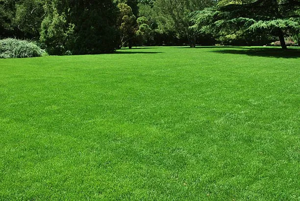 Expert lawn care service for residential properties across Saginaw, MI - Dons lawn service