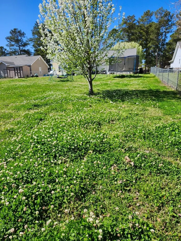 Reliable lawn mowing service experts serving Conway, SC - Don”t Do It Yourself Lawn Care