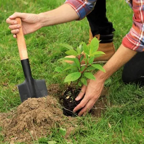 Expert landscape installation in Eustis, FL by Dontae's Tree & Landscaping Service