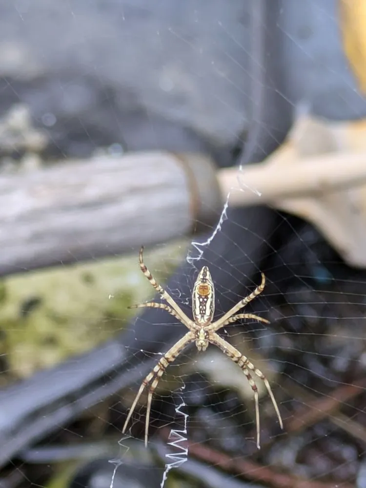 Custom garden landscaping for residential properties across Evans, CO - Dorsey Home and Lawn Services