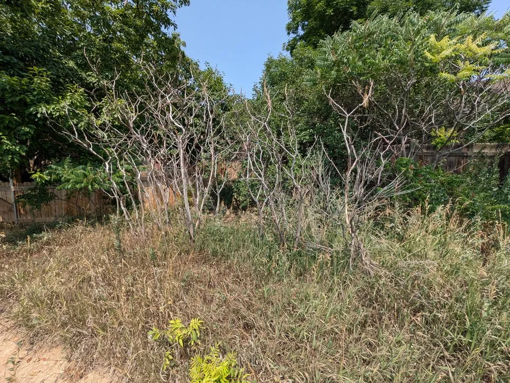 Top-rated yard maintenance for outdoor upgrades in Evans, CO by Dorsey Home and Lawn Services