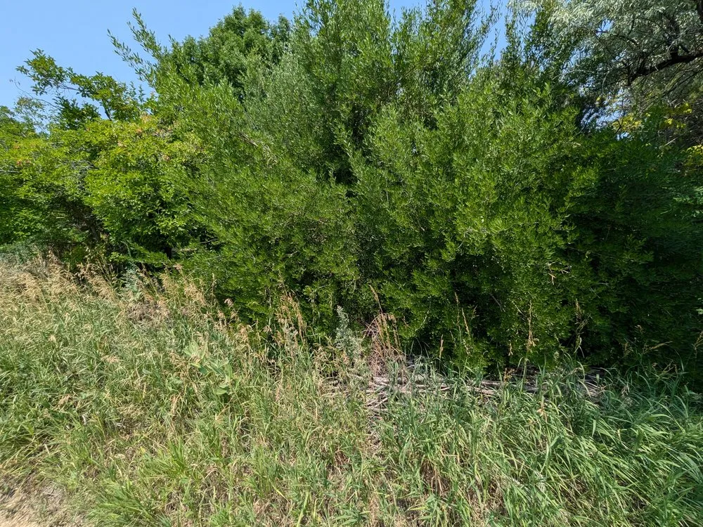 Expert outdoor landscaping for homes in Evans, CO by Dorsey Home and Lawn Services