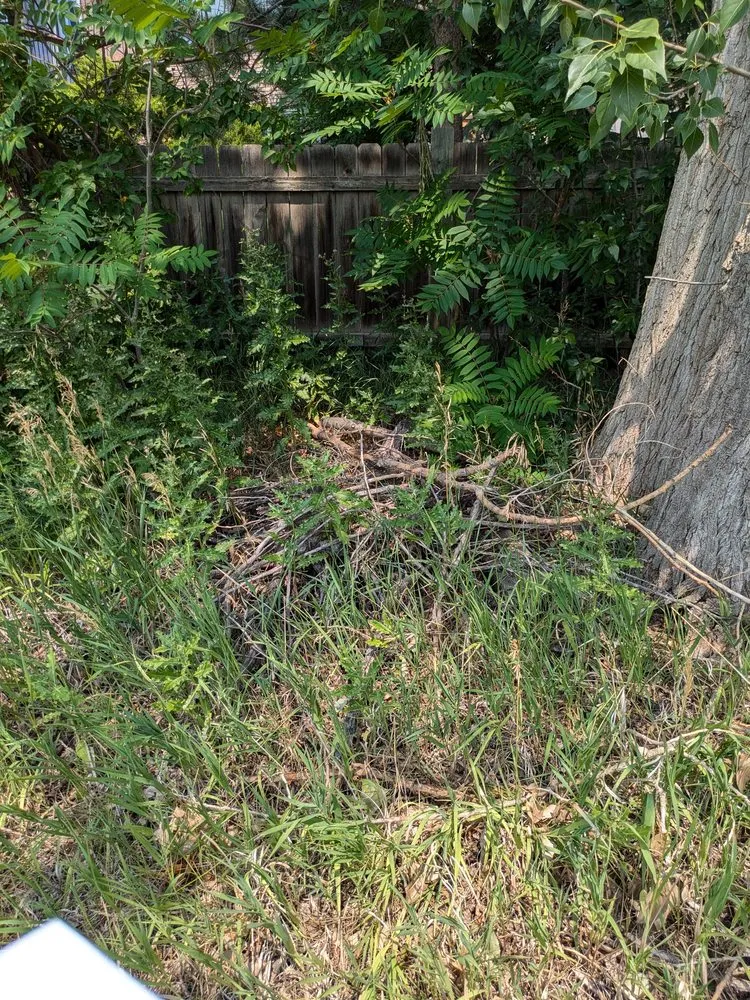 Local landscaping services experts serving Evans, CO - Dorsey Home and Lawn Services