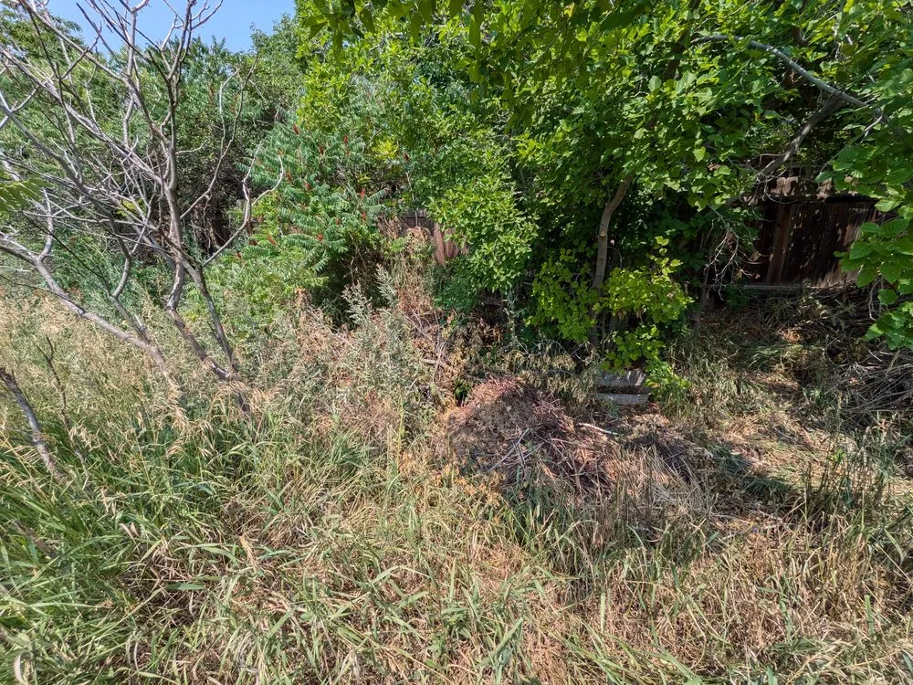 Trusted landscaping services for beautiful yards in Evans, CO by Dorsey Home and Lawn Services