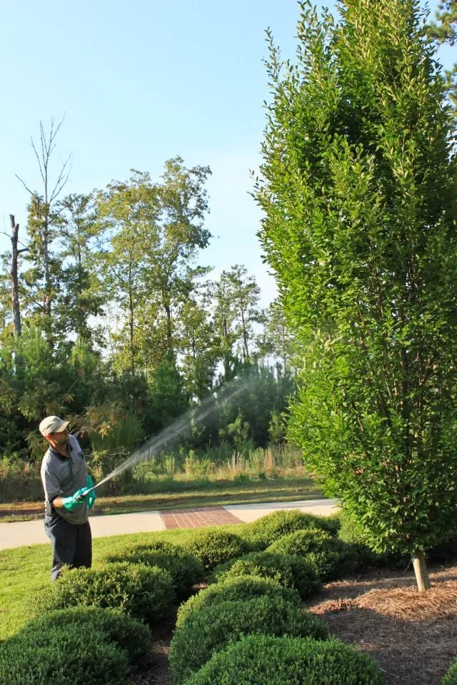 Custom yard cleanup service near you in Jackson, GA by Dorsey Services