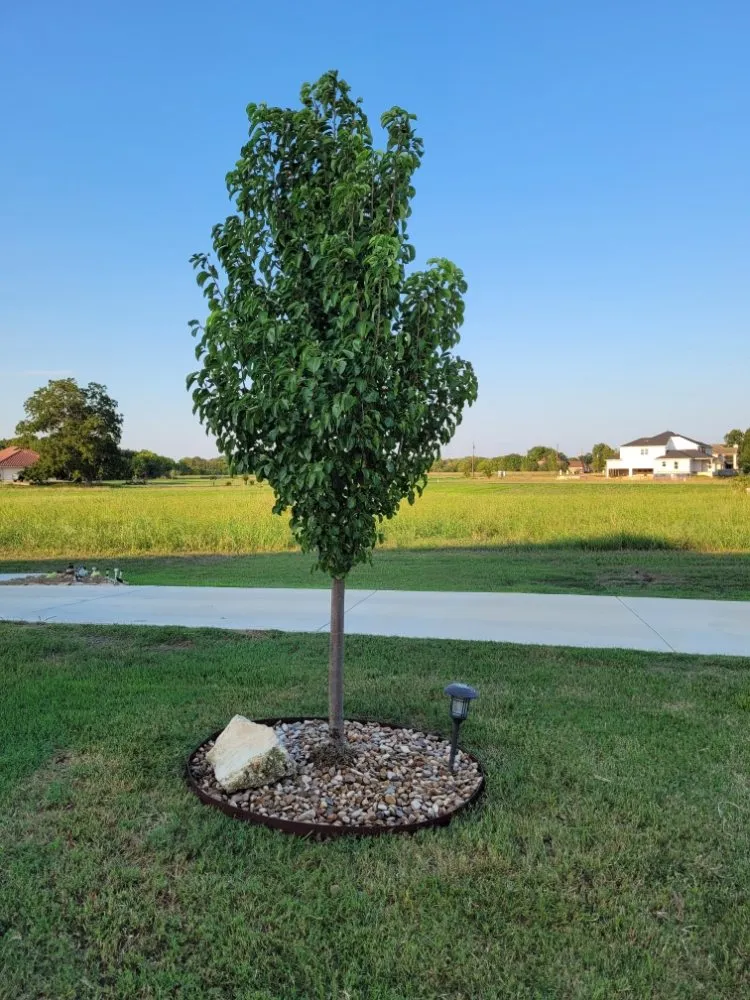 Expert lawn mowing service in Elgin, TX by Dosbros Landscaping